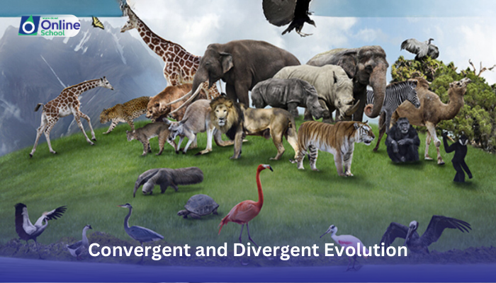 Lesson 02: Differentiation Between Convergent and Divergent Evolution